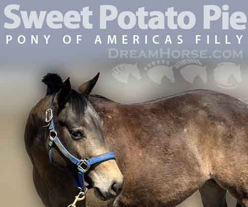 Horse ID: 2246145 Sweet Potato Pie