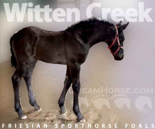 Horse ID: 2247386 Witten Creek Friesian Sporthorse Foals 2024