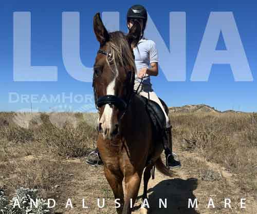 Horse ID: 2247611 LUNA