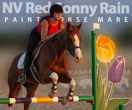 Horse ID: 2250478 NV Red Sonny Rain