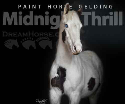 Horse ID: 2250817 Midnight Thrill