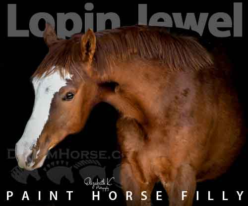 Horse ID: 2250818 Lopin Jewel