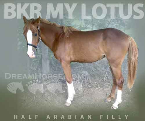 Horse ID: 2251161 BKR My Lotus