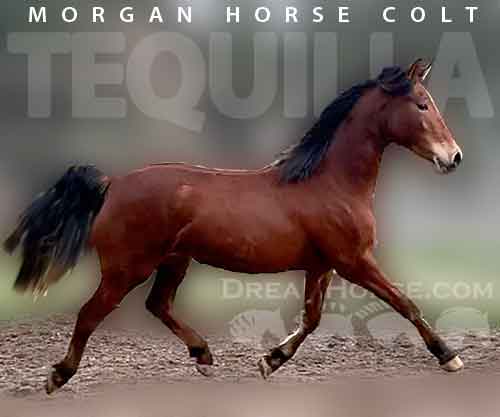 Horse ID: 2252137 ATMF Starburst