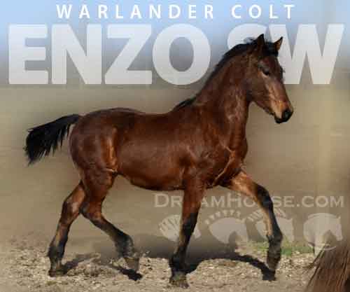 Horse ID: 2252456 Enzo SW