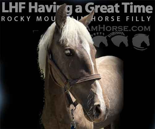 Horse ID: 2252685 LHF Having a Great Time