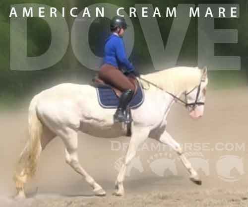 Horse ID: 2252759 Dove
