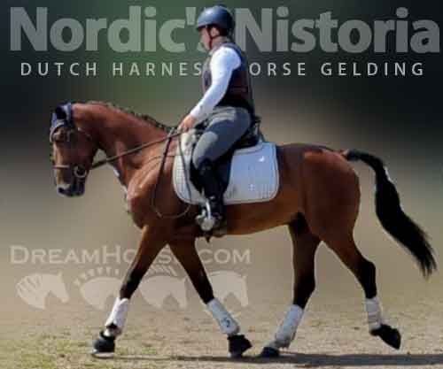 Horse ID: 2256060 Nordic's Nistoria