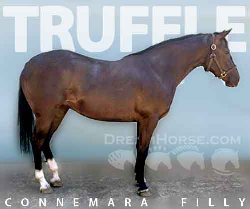 Horse ID: 2256399 Truffle