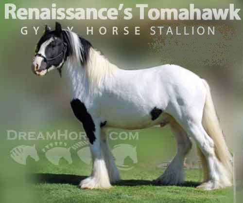 Horse ID: 2257273 Renaissance’s Tomahawk
