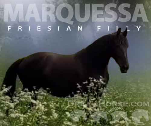 Horse ID: 2258177 Marquessa