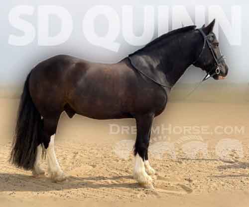 Horse ID: 2258426 SD Quinn