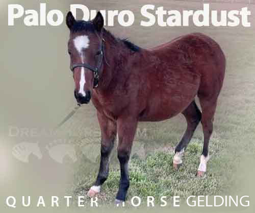 Horse ID: 2258797 Palo Duro Stardust