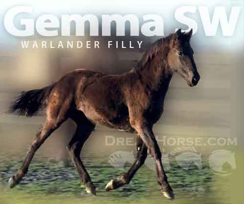 Horse ID: 2259723 Gemma SW