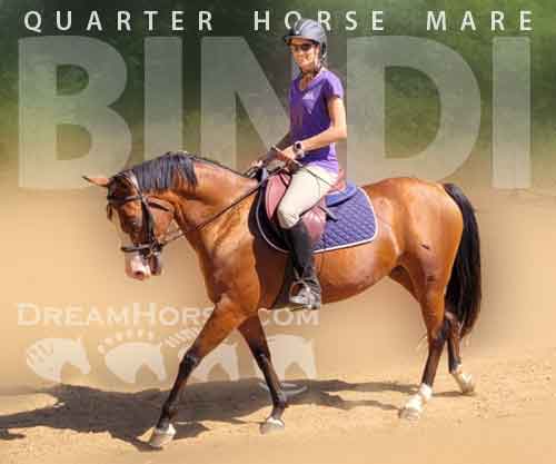 Horse ID: 2260662 Bindi
