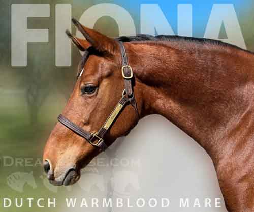 Horse ID: 2261388 Fiona