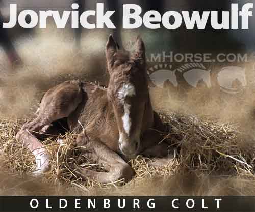 Horse ID: 2261532 Jorvick Beowulf