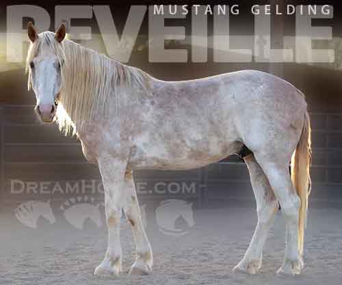 Horse ID: 2261583 Reveille