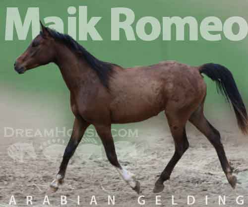 Horse ID: 2261715 Majk Romeo