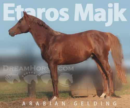 Horse ID: 2261721 Etaros Majk
