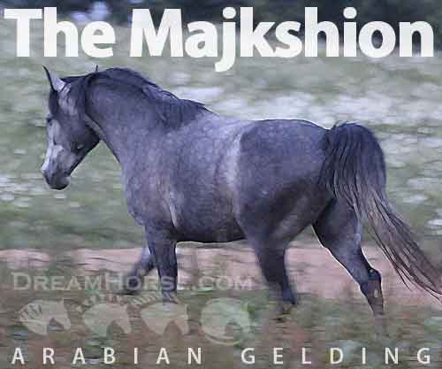 Horse ID: 2261723 The Majkshion