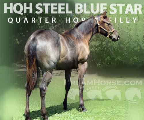Horse ID: 2261854 HQH STEEL BLUE STAR
