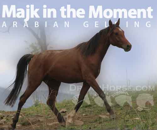 Horse ID: 2261912 Majk in the Moment
