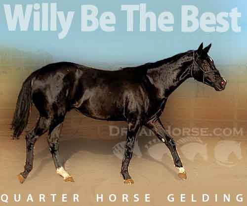Horse ID: 2261993 Willy Be The Best