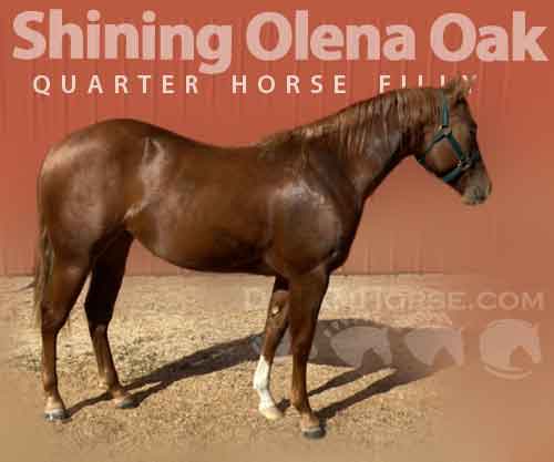 Horse ID: 2262130 Shining Olena Oak