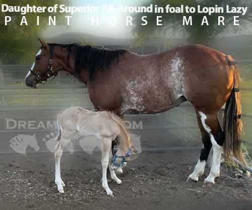 Horse ID: 2262206 Dtr of Superior All-Around in foal to Lopin Lazy.