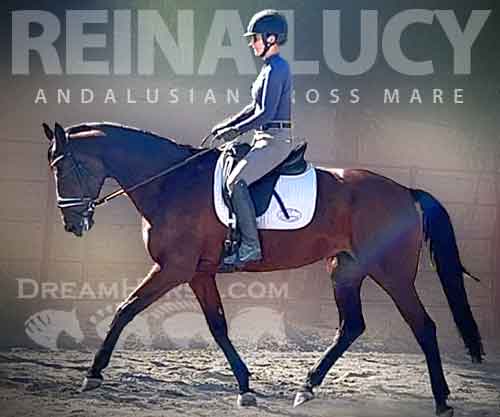 Horse ID: 2262269 Reina Lucy