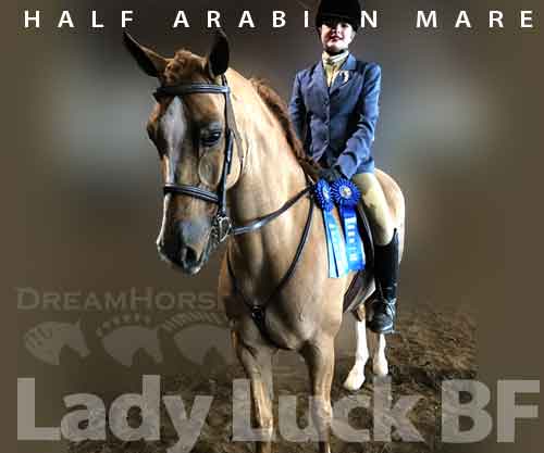 Horse ID: 2262301 Lady Luck BF