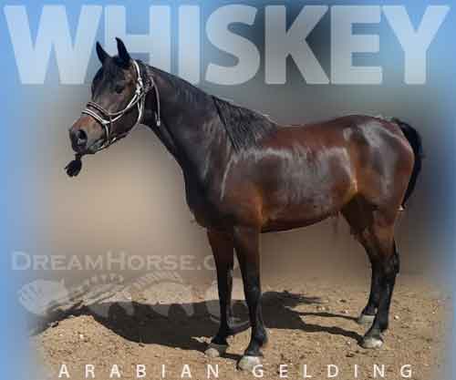 Horse ID: 2262346 Whiskey