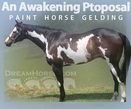 Horse ID: 2262488 An Awakening Proposal