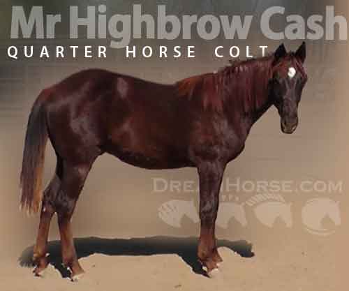 Horse ID: 2262529 Mr Highbrow Cash