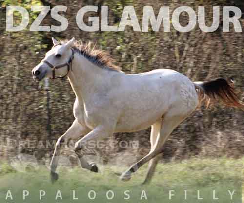 Horse ID: 2262627 DZS GLAMOUR GIRL
