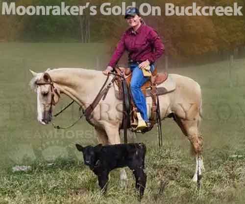 Horse ID: 2262928 Moonraker’s Gold On Buckcreek