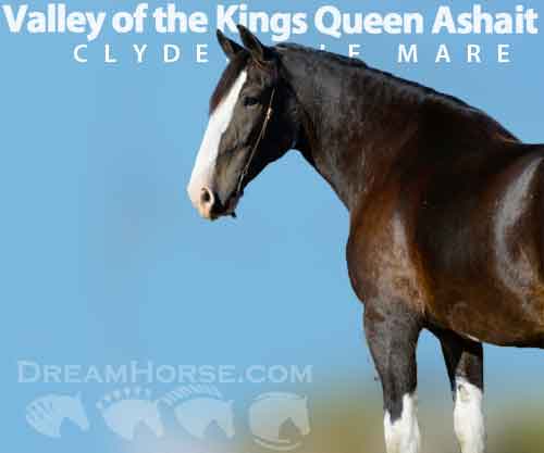Horse ID: 2263068 Valley of the Kings Queen Ashait