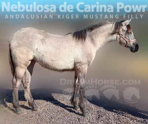 Horse ID: 2263091 Nebulosa de Carina Powr