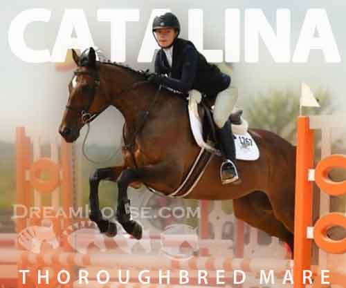 Horse ID: 2263133 Catalina