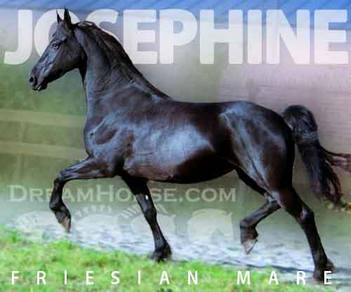 Horse ID: 2263310 Josephine