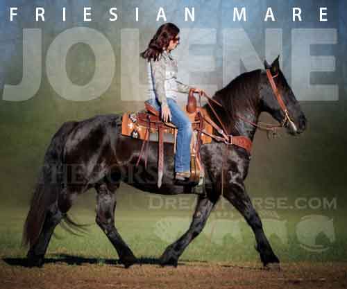 Horse ID: 2263311 Fritz P’s Jolene