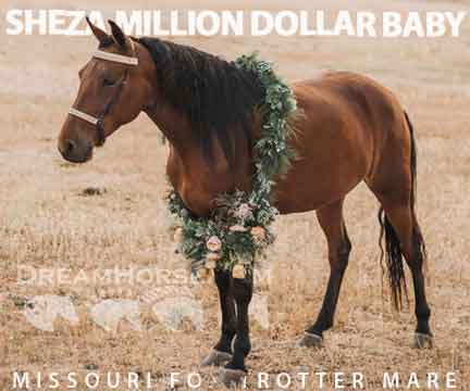 Horse ID: 2263334 SHEZA MILLION DOLLAR BABY