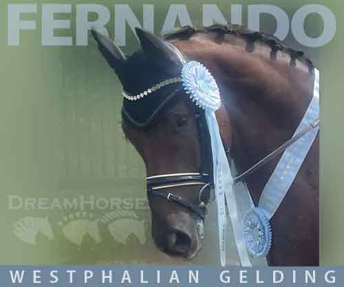 Horse ID: 2263346 Fernando