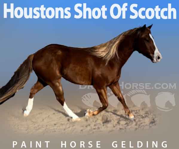 Horse ID: 2263476 Houstons Shot Of Scotch