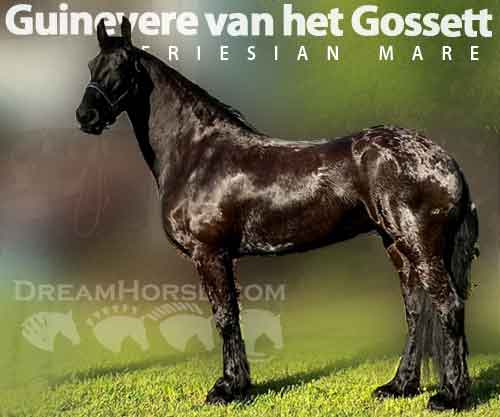 Horse ID: 2263511 Guinevere van het Gossett