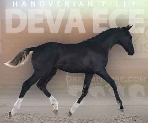 Horse ID: 2263523 Deva ECE