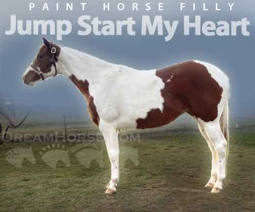 Horse ID: 2263555 Jump Start My Heart