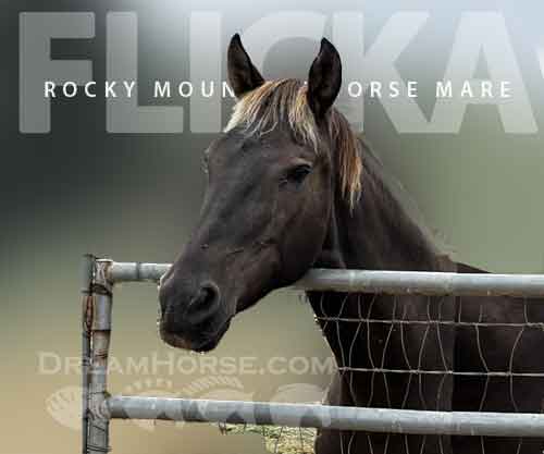 Horse ID: 2263622 Flicka