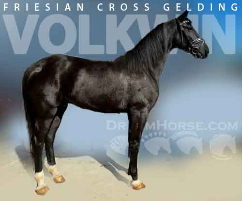 Horse ID: 2263668 Volkwin